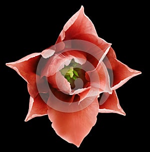 Redtulip flower. Black isolated background with clipping path. Closeup. no shadows. For design.