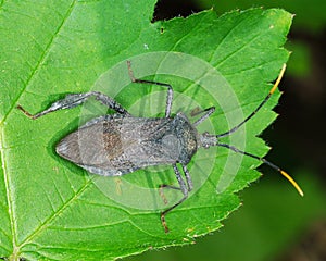 Reduviid Bug on Leaf with Missing Leg