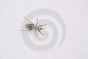 Reduviidae stinkbug