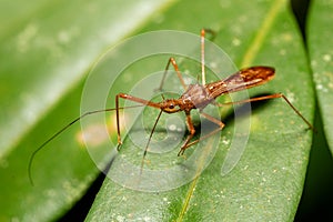 Reduviidae, true assassin bug. Refugio de Vida Silvestre Cano Negro, Costa Rica wildlife.