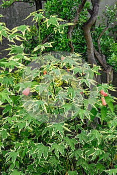 Variegated redvein Abutilon pictum Souvenir de Bonn, flowering plant