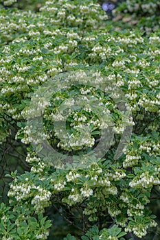 Redvein Enkianthus campanulatus, Albiflorus shrub with bell-shaped pending ivory flowers