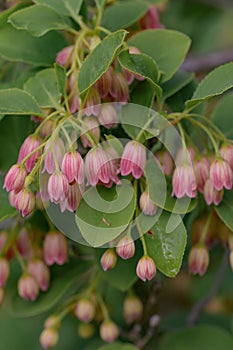 Redvein Enkianthus campanulatus, bell-shaped pending creamy-pink flowers