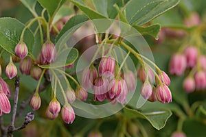 Redvein Enkianthus campanulatus, bell-shaped pending red-veined flowers