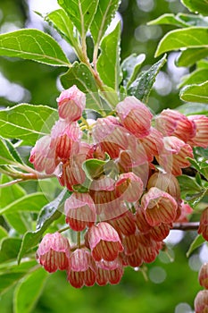 Redvein Enkianthus campanulatus Showy Lantern, bell-shaped creamy-red flowers in dew