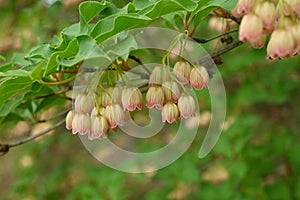 Redvein enkianthus ( Enkianthus campanulatus ) flowers.