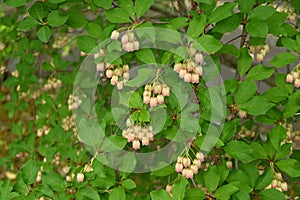 Redvein enkianthus ( Enkianthus campanulatus ) flowers.