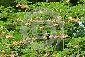 Redvein enkianthus ( Enkianthus campanulatus ) flowers.