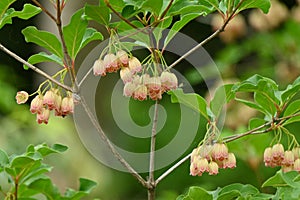 Redvein enkianthus ( Enkianthus campanulatus ) flowers.