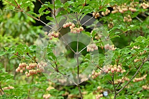 Redvein enkianthus ( Enkianthus campanulatus ) flowers.