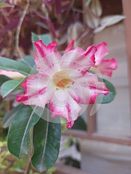 Redwhite garden flower photo