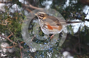 Redwing