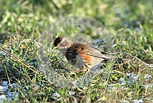 Redwing bird