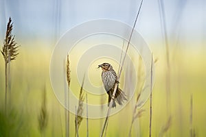 Redwing bird perched on the grass in the field