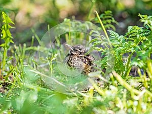 A Redwing chick, Turdus iliacus,, has left the nest and sitting on the spring lawn. A Redwing chick, a bird in the thrush family, photo