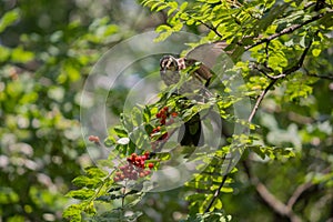 Redwing feeding on Rowan tree berrie