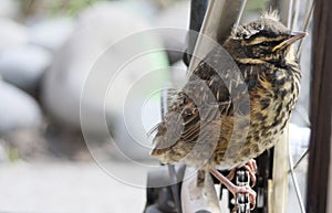 Redwing fledgling with copy space photo