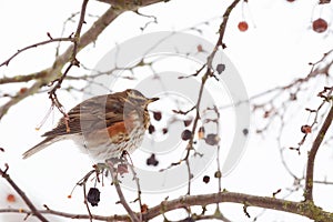 Redwing fluffs out its plumage to trap warm air