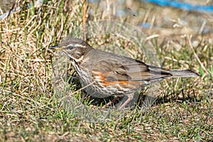 Redwing on the grass