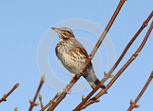 Redwing perching in branches against blue sky