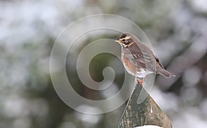 Redwing thrush.