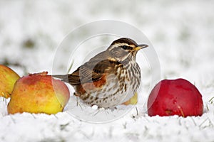 Redwing - Turdus iliacus