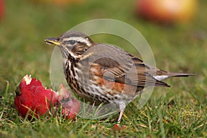 Redwing - Turdus iliacus
