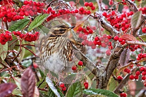 Redwing - Turdus iliacus resting in a Cotoneaster Tree. photo