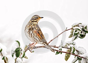 Redwing - Turdus iliacus resting in a a snow covered garden tree.. photo