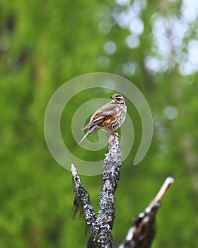 Redwing (Turdus iliacus) sitting on a tree branch