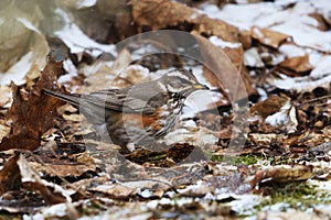 Redwing (turdus iliacus) in snowfall looking for food in the garden photo