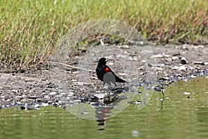 Redwinged Blackbird Myakka River State Park Florida USA