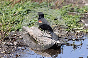 Redwinged Blackbird Myakka River State Park Florida USA