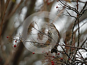 Redwings feeding on the rowan berries