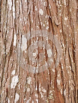 Redwood Bark Background