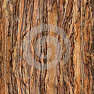 Redwood Bark for background