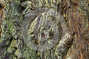 Redwood Bark Pattern