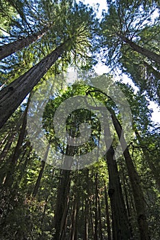 Redwood Canopy in Muir woods photo