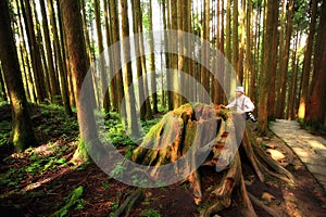 Redwood Forest photo