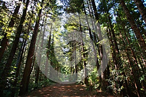 Sequoie foresta 