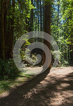 Redwood forest, Armstrong Redwoods