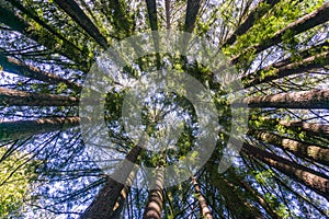 Redwood forest, California