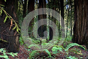 Redwood forest, California