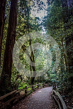 Redwood forest in California