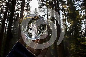 Redwood Forest Captured in Glass Ball Reflection Held in Fingertips