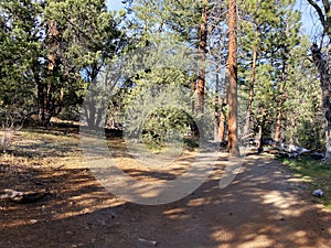 redwood forest hiking mountain trail sunny hike shadow trees rural nature trek