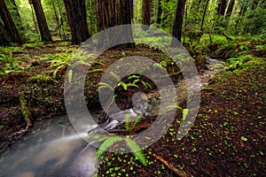 Redwood Forest Landscape in Beautiful Northern California