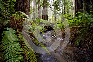 Redwood Forest Landscape in Beautiful Northern California