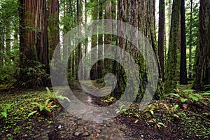 Redwood Forest Landscape in Beautiful Northern California