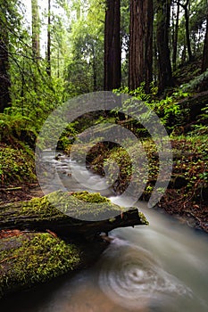 Redwood Forest Landscape in Beautiful Northern California